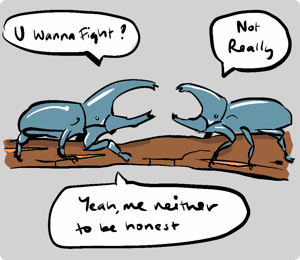 Two Hercules beetles squaring up, each admitting they would rather not fight.