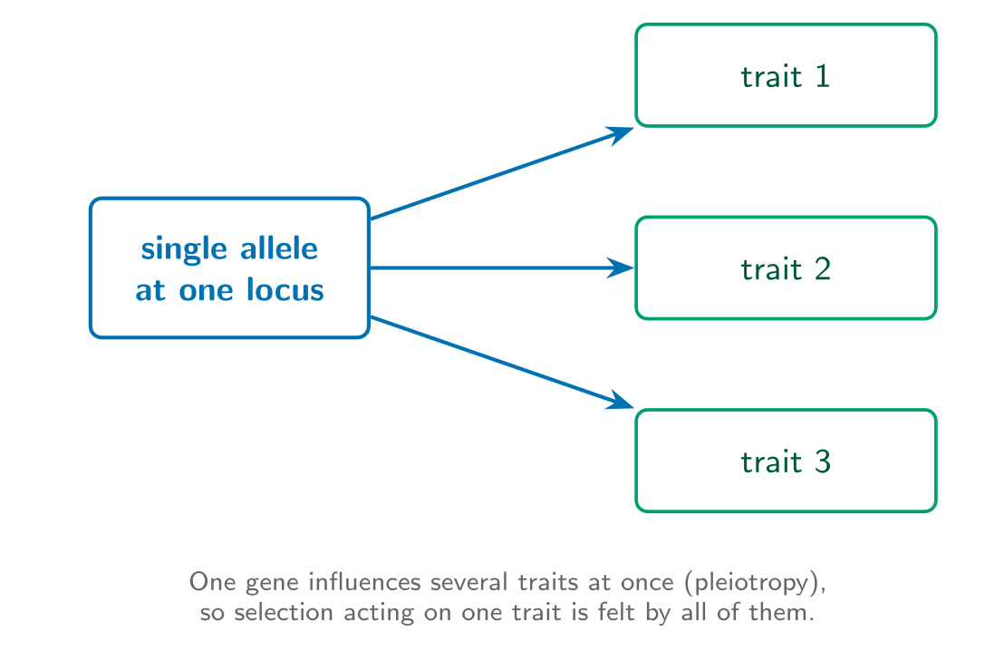 A single allele at one locus with arrows to three separate traits, illustrating pleiotropy.