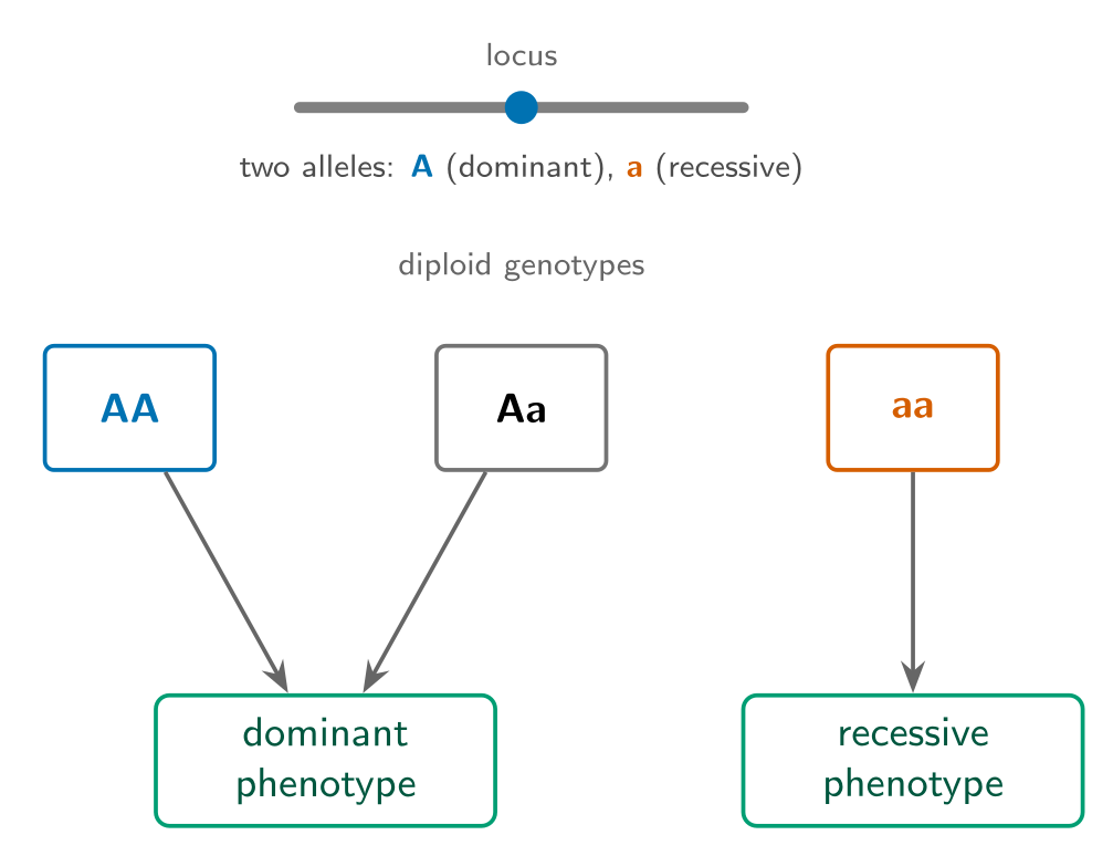 A single locus with two alleles A and a, the diploid genotypes AA, Aa and aa, and their mapping to dominant and recessive phenotypes.