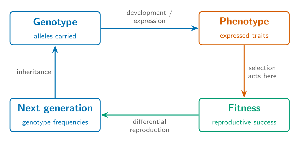 A cycle in which genotype develops into phenotype, selection acts on the phenotype to determine fitness, differential reproduction changes genotype frequencies in the next generation, and inheritance carries them forward.