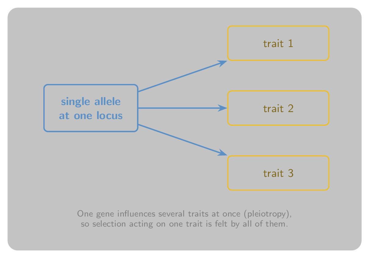 A single allele at one locus with arrows to three separate traits, illustrating pleiotropy.