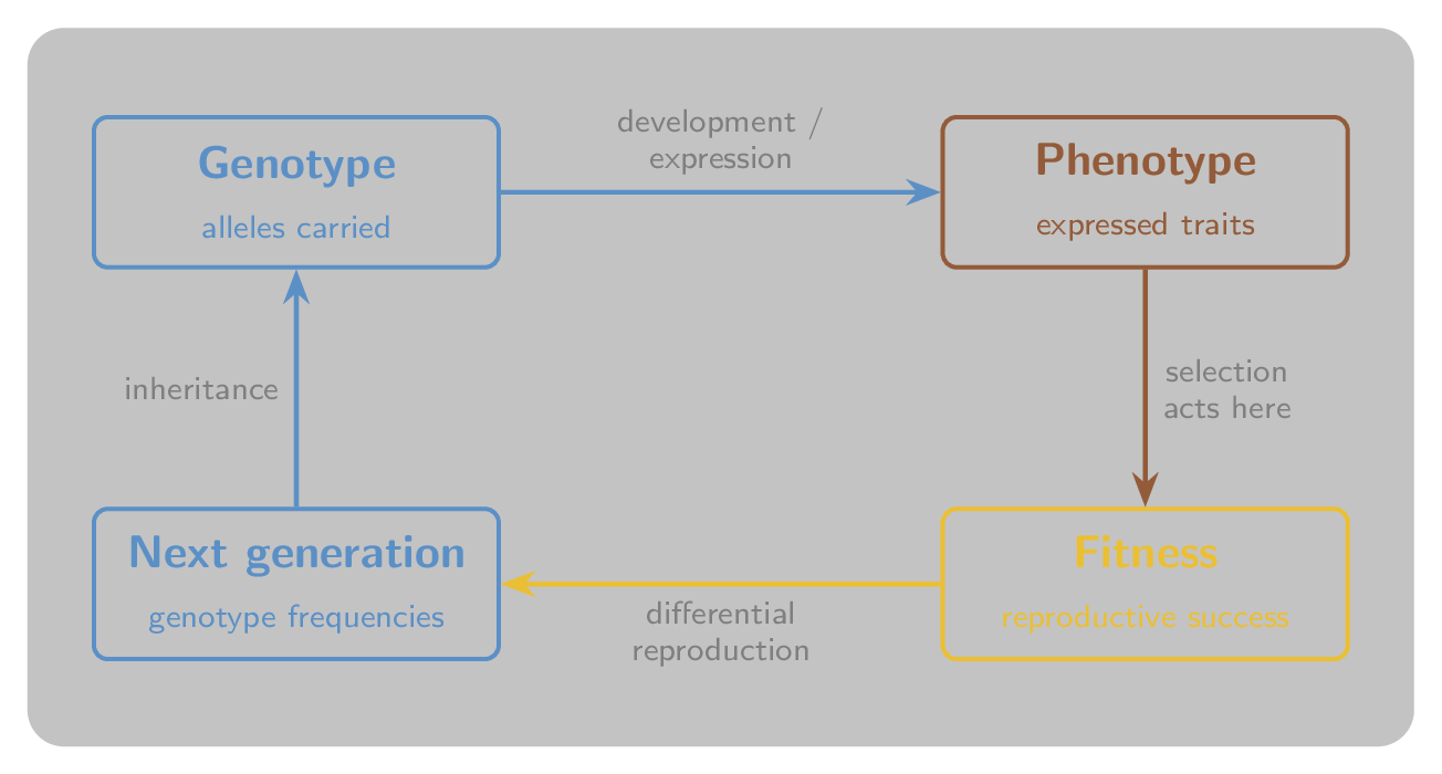 A cycle in which genotype develops into phenotype, selection acts on the phenotype to determine fitness, differential reproduction changes genotype frequencies in the next generation, and inheritance carries them forward.