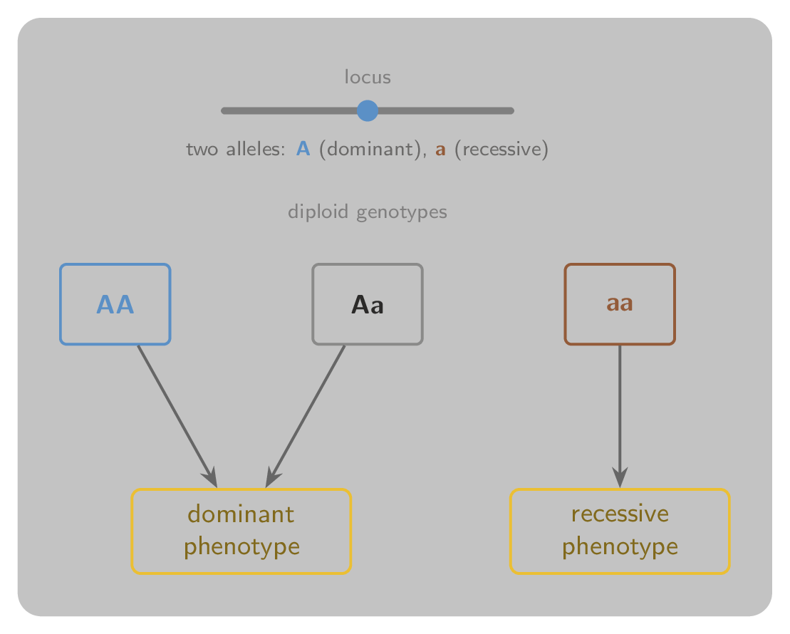A single locus with two alleles A and a, the diploid genotypes AA, Aa and aa, and their mapping to dominant and recessive phenotypes.